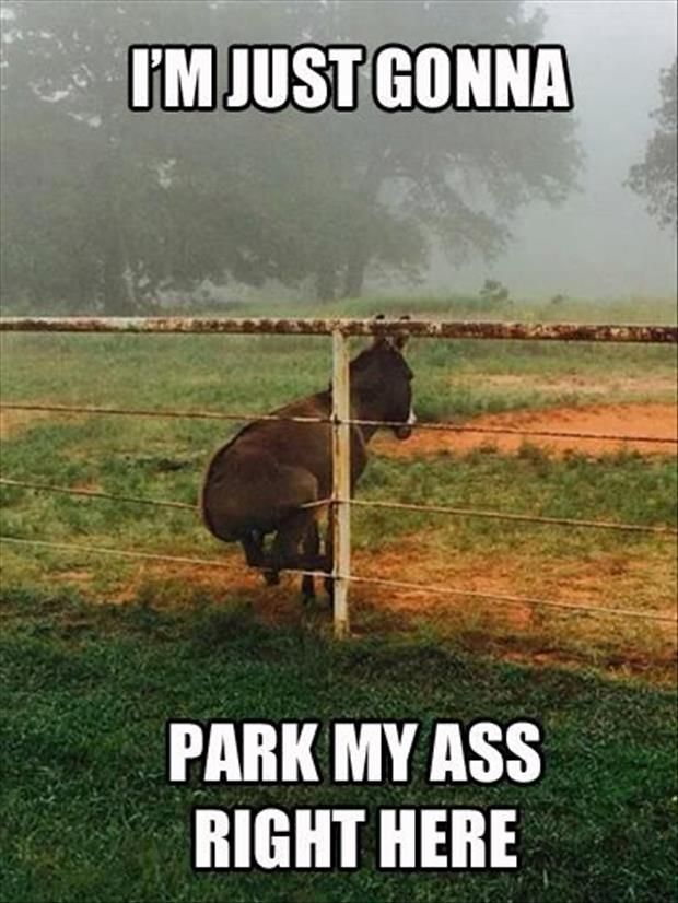 park my ass